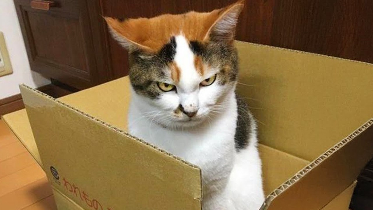 Самые смешные коты: Неудержимый хаос