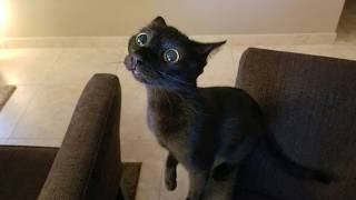 Funniest Cats Unstoppable Chaos