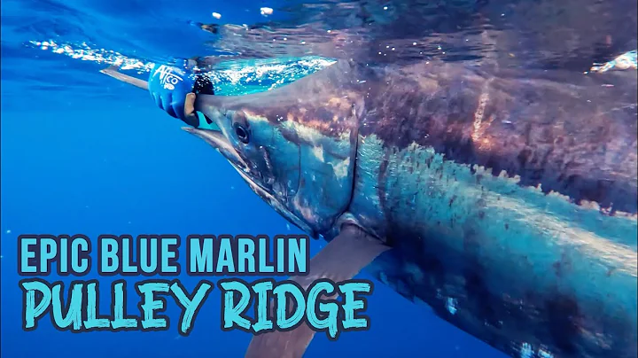 Giant wahoo, Blue marlin, Swordfish and deep dropp...