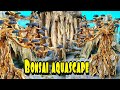 #8 Cara bikin bonsai aquascape pemula