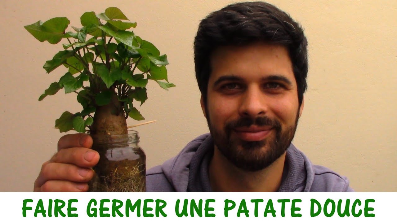 FAIRE GERMER DES PATATES DOUCES / En immersion