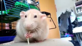 Pet rat eating spaghetti