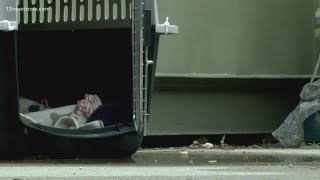 Norfolk SPCA seeks help amid 'capacity crisis'