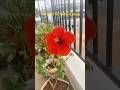 Nothing just like the audio #flowers #plants #balconygarden #smile #shortsfeed #shorts #yt #viral