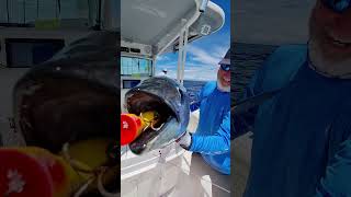 Play video: Dale Steele with a Panama Popping Tuna