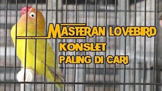 MASTERAN LOVEBIRD KONSLET PALING DI CARI