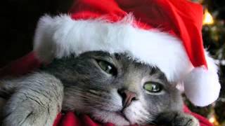 Funny cat wallpaper