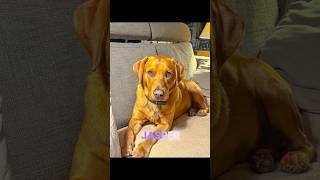 Download Lagu THE JASPER SONG #music Download Lagu THE JASPER SONG #music