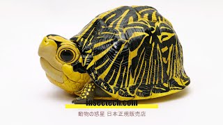新！【動物の惑星】フロリダハコガメ フィギュア : インセクテック動物