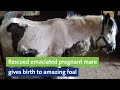 Rescued emaciated pregnant mare gives birth to amazing foal