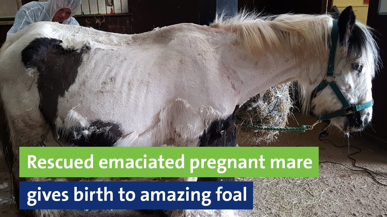 Pregnant Horse