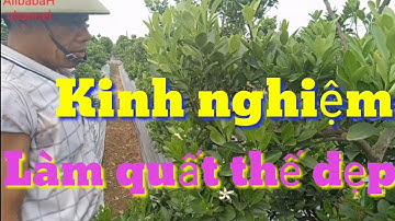 Kinh nghiệm trồng và chăm sóc cây quất thế, cây quất tết đẹp, cách chăm sóc quất thế tết quất cảnh