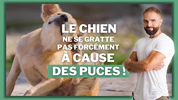 Pourquoi mon chien se gratte tout le temps alors qu'il n'a pas de puces