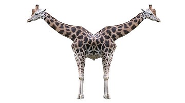 Mirror Effect - GIMP 2.8 Tutorial