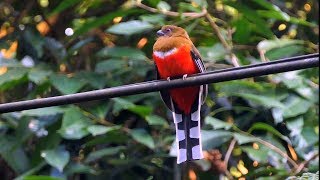 Birds of Malaysia.