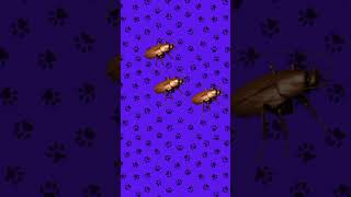 video para #gatos - #cucarachas