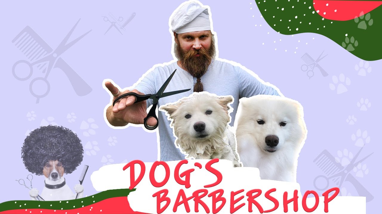 Как сделать груминг самоеду, первая серия. Собаки самоеды кайфуют ...