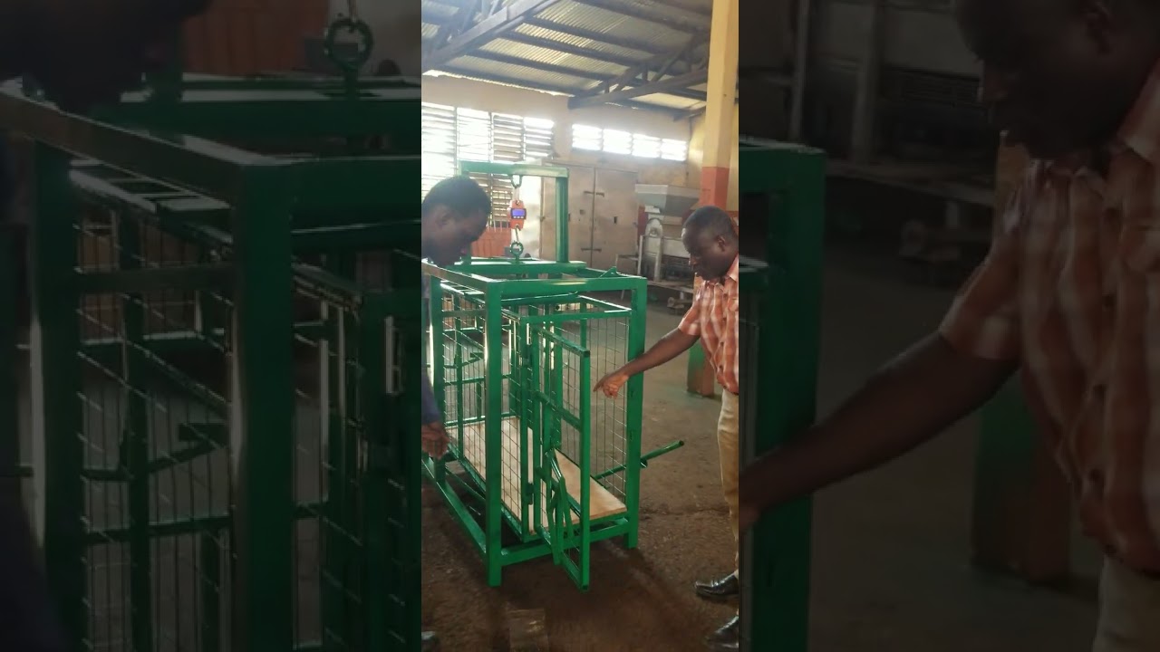 Demonstration  on.tbe use of pig weighing scale Kindly contact us on 0243322508 Comments are welcome