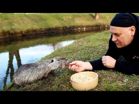 Wideo: Gdzie mieszkają nutrie?