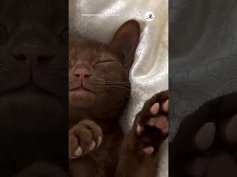 こんな愛があるなんて知らなかった…😍｜PECO #リラックス #アビシニアン #猫 #愛猫家 #猫のいる暮らし #relaxing #abissinian #cat #catlover