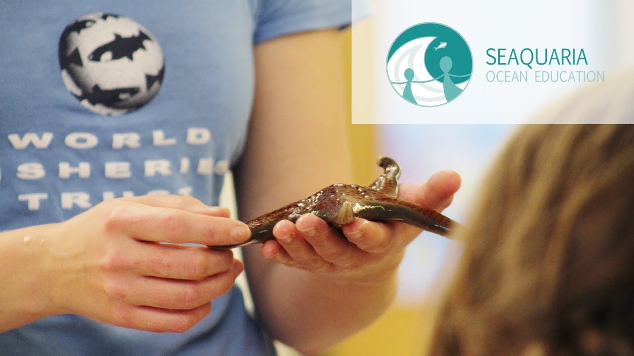 Seaquaria Ocean Education