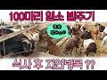 염소 100마리 밥주기 먹이주기  자연방목 - goat feeding