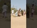 في وسط القفار نظرة متفحصة على طقوس تزاوج الجمال الصحراوية Viral 