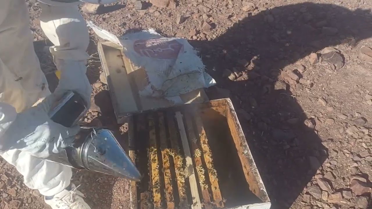 خليه النحل الغاديه في التطور اللهم بارك