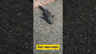Download Lagu jenis ikan sapu-sapu || ikan trapo MP3