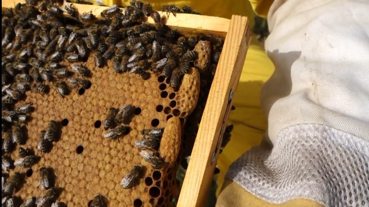 Ανάπτυξη Μελισσίων ,δημιουργία και έλεγχος παραφυάδων 30/04/22