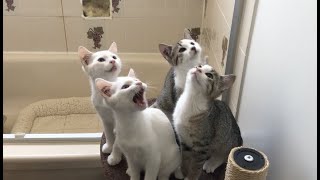 Quadruple the love