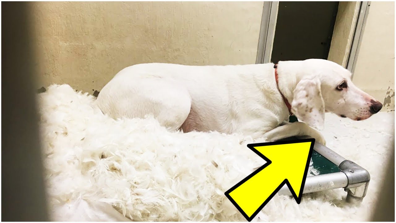 This Dog Kept Returning To A Shelter After Being Adopted Then Staff