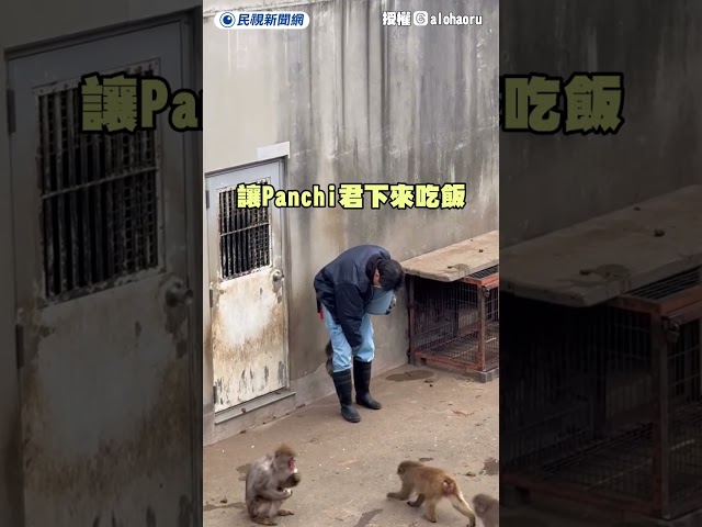 日本小猴子「Panchi君」爆紅！緊抓飼育員大腿超可愛模樣曝｜民視新聞｜
