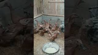 Can raising 25 ducks be profitable? #dry_laying_duck #duck_farming #laying_duck