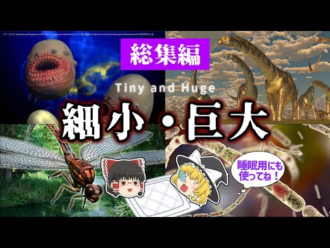 【睡眠用・ゆっくり解説】細小と巨大　古代生物の２つの世界　/サッコリタス/メガニューロプシスなど【広告最初のみ　途中広告なし】