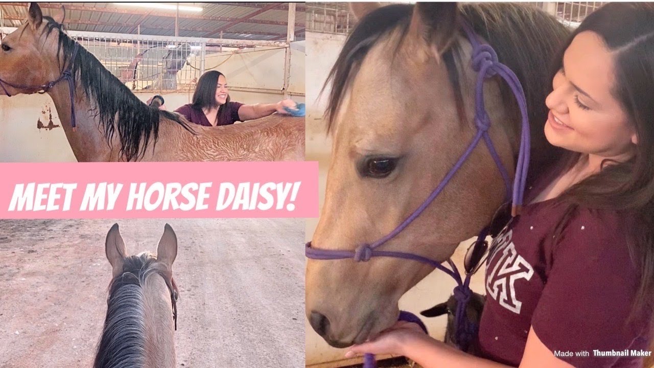 A day in my life! Meet my horse Daisy! YouTube