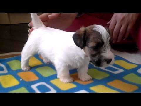 raindancer sealyham terriers