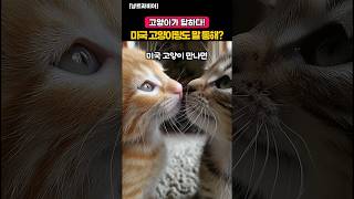 미국고양이와 대화가 가능한 이유 | 고양이가 답하다 #고양이 #고양이상식