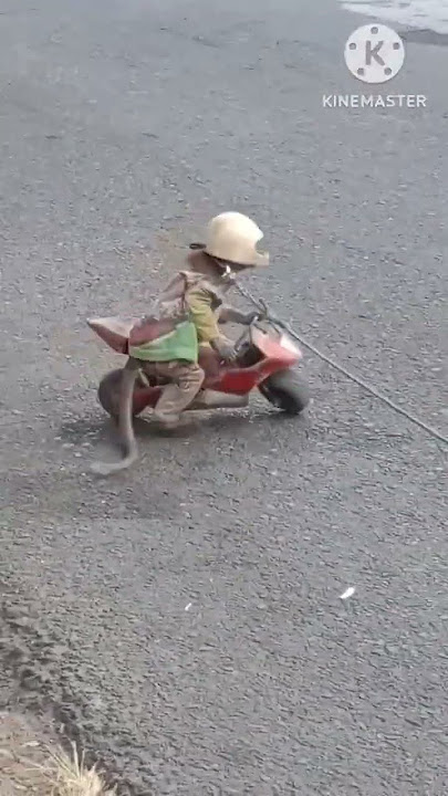 Monyet lucu pintar naik motor#shorts