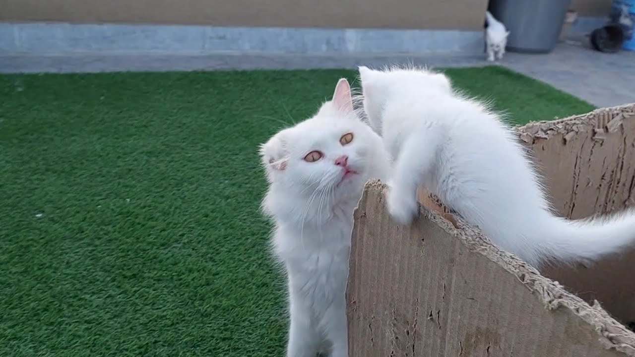 Mama Cat Tries to Discipline Her Crazy Kittens… But They Refuse to Obey! 😼🔥