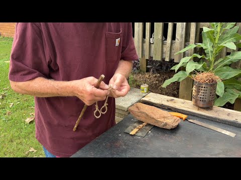 My First Use Of Thumb Loops For Hand Drill, Mullein On Pine