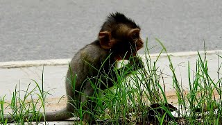 Pitiful , Adorable baby Cinn open big mouth call mum help cos grass poke it mouth .