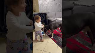 Girl Plays With American Staffordshire Terrier