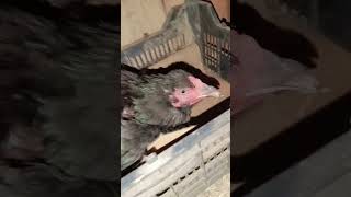 “Real Life Egg Hatching | Village Farm Story”