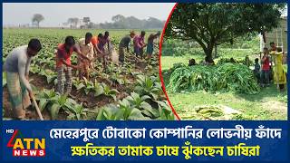 মেহেরপুরে টোবাকো কোম্পানির লোভনীয় ফাঁদে ক্ষতিকর তামাক চাষে ঝুঁকছেন চাষিরা | Meherpur Tamak Chash