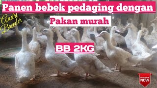 Feed for broiler ducks aged 1-45 days/harvest (cheap feed costs, mix it yourself)
