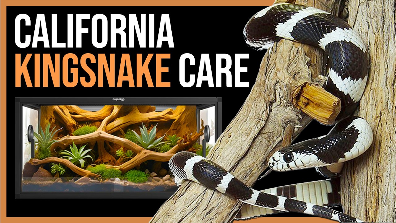 Photo inspiration: Kingsnake Feeding At Different Life Stages Reference: California Kingsnake Care For Beginners