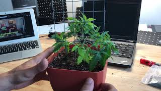 Scrogging the tiny plant