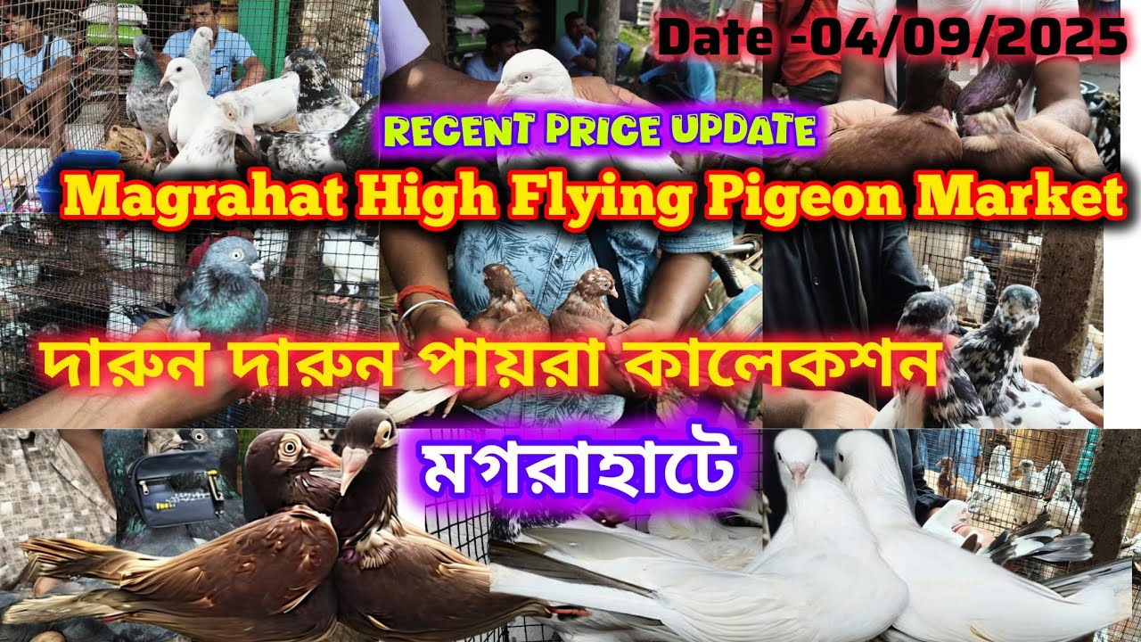দারুন দারুন পায়রা কালেকশন মগরাহাটে.. Magrahat High Flying Pigeon Market..04/09/2025