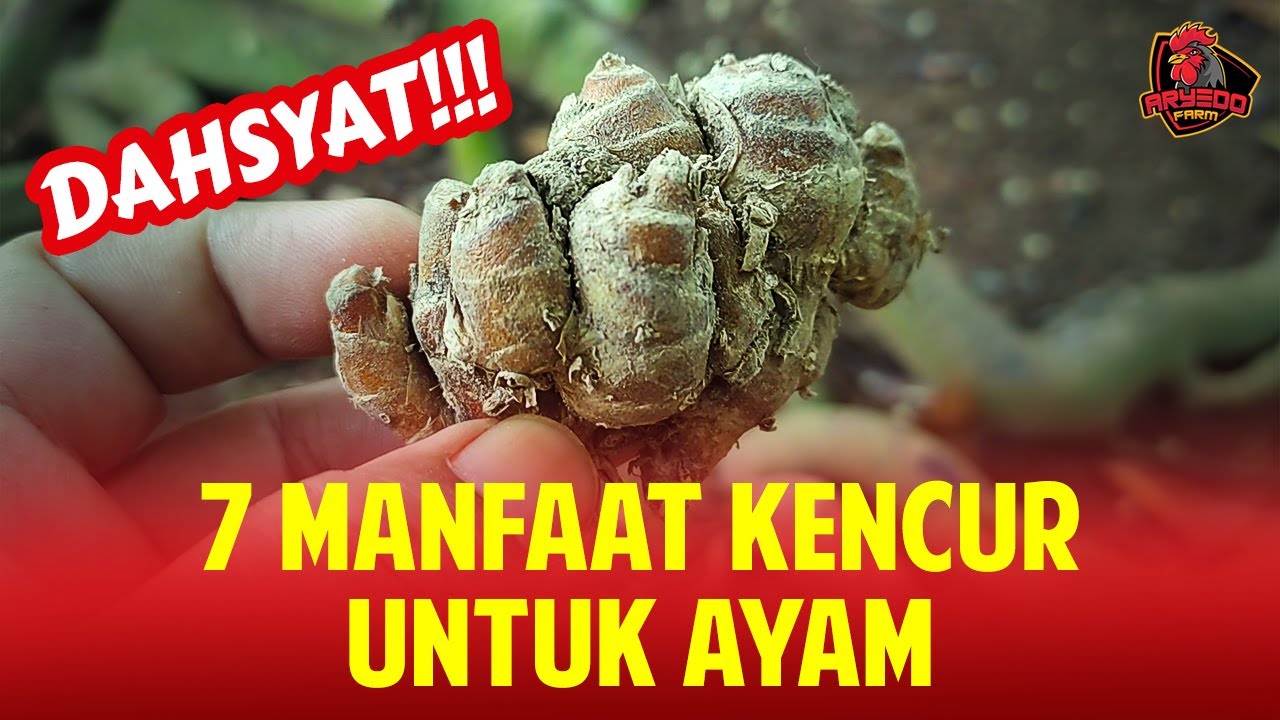 DAHSYAT! 7 Manfaat Kencur Untuk Ayam yang Luar Biasa!